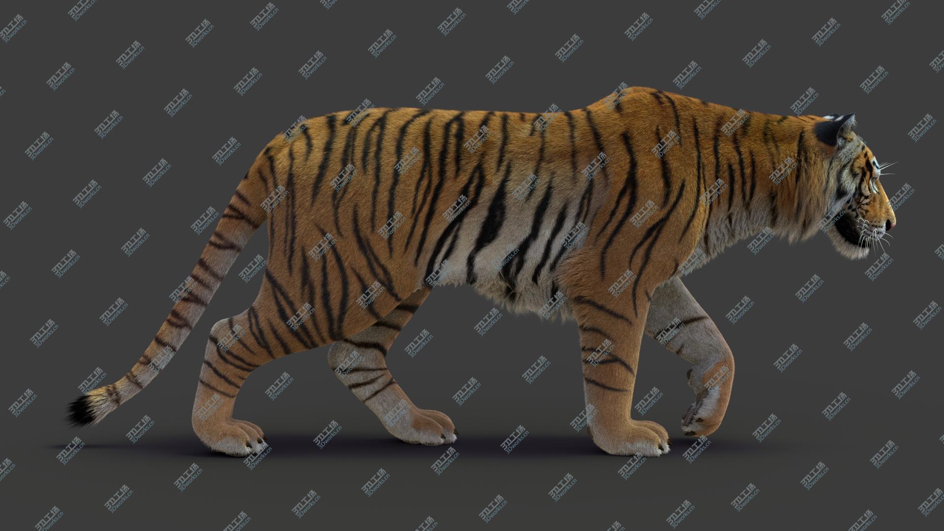 images/goods_img/2021040161/3D Tiger 2 (Fur)/3.jpg